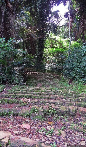 Обитатели Ботанического сада в Этеббе. Флора Обитатели Ботанического сада в Этеббе. Флора