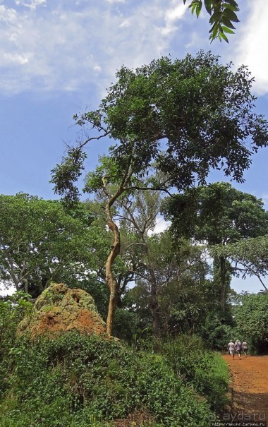 Обитатели Ботанического сада в Этеббе. Флора Обитатели Ботанического сада в Этеббе. Флора