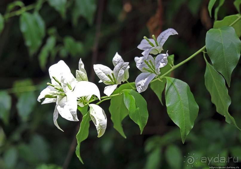 Обитатели Ботанического сада в Этеббе. Флора Обитатели Ботанического сада в Этеббе. Флора