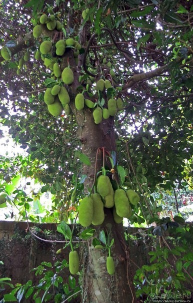 Обитатели Ботанического сада в Этеббе. Флора Обитатели Ботанического сада в Этеббе. Флора