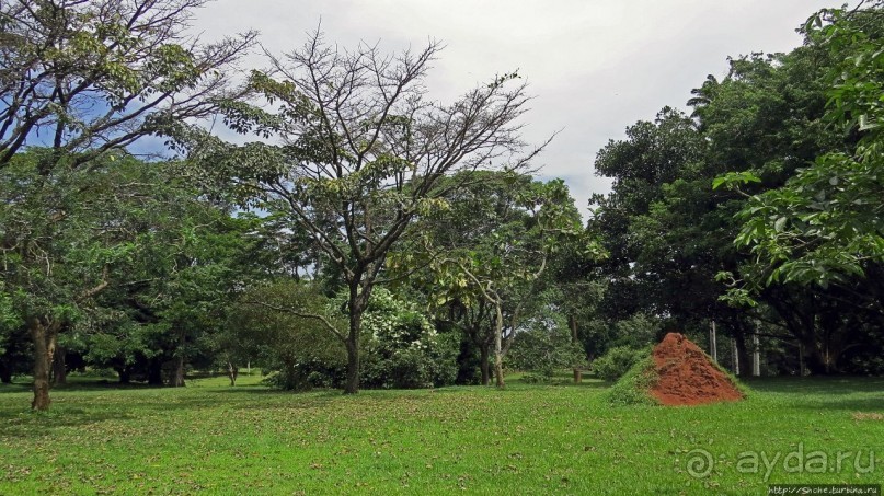 Обитатели Ботанического сада в Этеббе. Флора Обитатели Ботанического сада в Этеббе. Флора