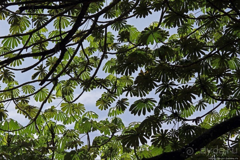 Обитатели Ботанического сада в Этеббе. Флора Обитатели Ботанического сада в Этеббе. Флора