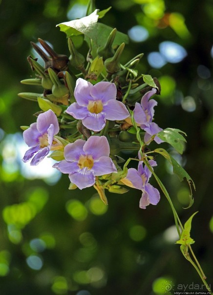 Обитатели Ботанического сада в Этеббе. Флора Обитатели Ботанического сада в Этеббе. Флора