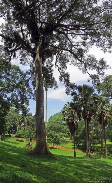 Обитатели Ботанического сада в Этеббе. Флора Обитатели Ботанического сада в Этеббе. Флора