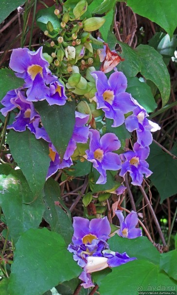 Обитатели Ботанического сада в Этеббе. Флора Обитатели Ботанического сада в Этеббе. Флора