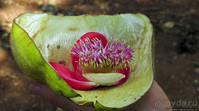 Обитатели Ботанического сада в Этеббе. Флора Обитатели Ботанического сада в Этеббе. Флора