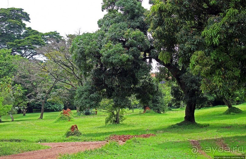 Обитатели Ботанического сада в Этеббе. Флора Обитатели Ботанического сада в Этеббе. Флора