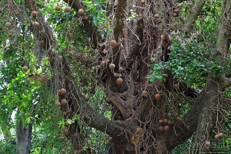 Обитатели Ботанического сада в Этеббе. Флора Обитатели Ботанического сада в Этеббе. Флора