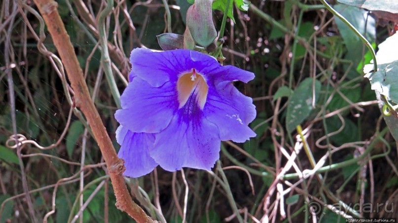 Обитатели Ботанического сада в Этеббе. Флора Обитатели Ботанического сада в Этеббе. Флора