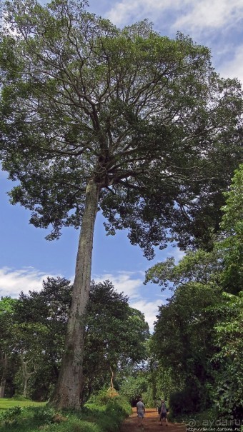 Обитатели Ботанического сада в Этеббе. Флора Обитатели Ботанического сада в Этеббе. Флора