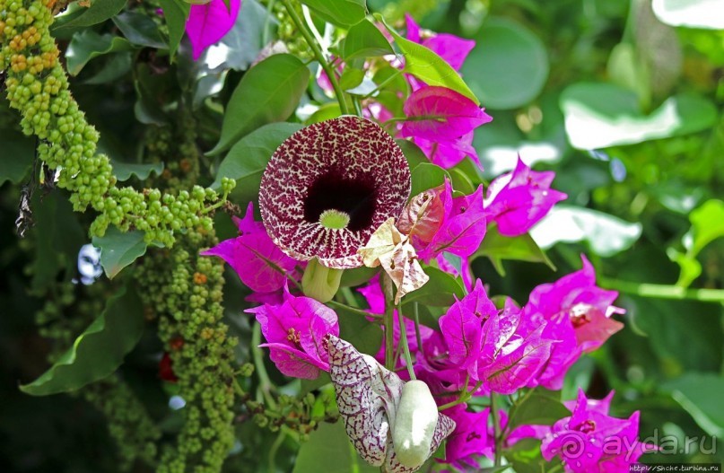 Обитатели Ботанического сада в Этеббе. Флора Обитатели Ботанического сада в Этеббе. Флора