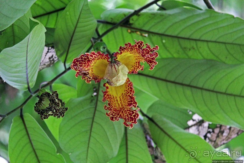 Обитатели Ботанического сада в Этеббе. Флора Обитатели Ботанического сада в Этеббе. Флора