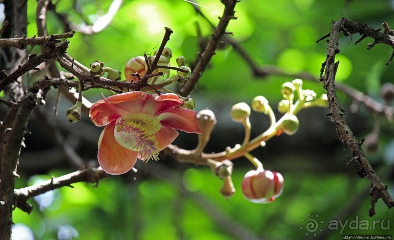 Обитатели Ботанического сада в Этеббе. Флора Обитатели Ботанического сада в Этеббе. Флора