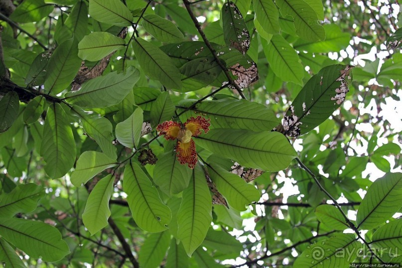 Обитатели Ботанического сада в Этеббе. Флора Обитатели Ботанического сада в Этеббе. Флора