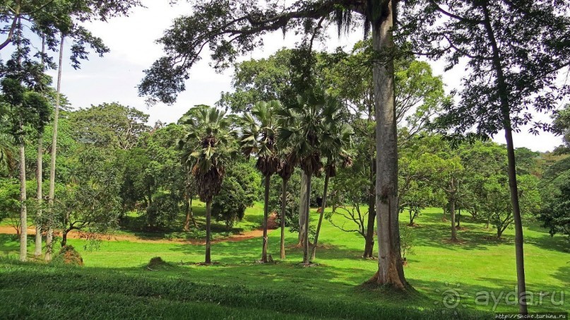 Обитатели Ботанического сада в Этеббе. Флора Обитатели Ботанического сада в Этеббе. Флора