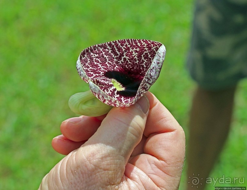 Обитатели Ботанического сада в Этеббе. Флора Обитатели Ботанического сада в Этеббе. Флора