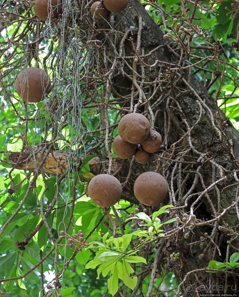 Обитатели Ботанического сада в Этеббе. Флора Обитатели Ботанического сада в Этеббе. Флора