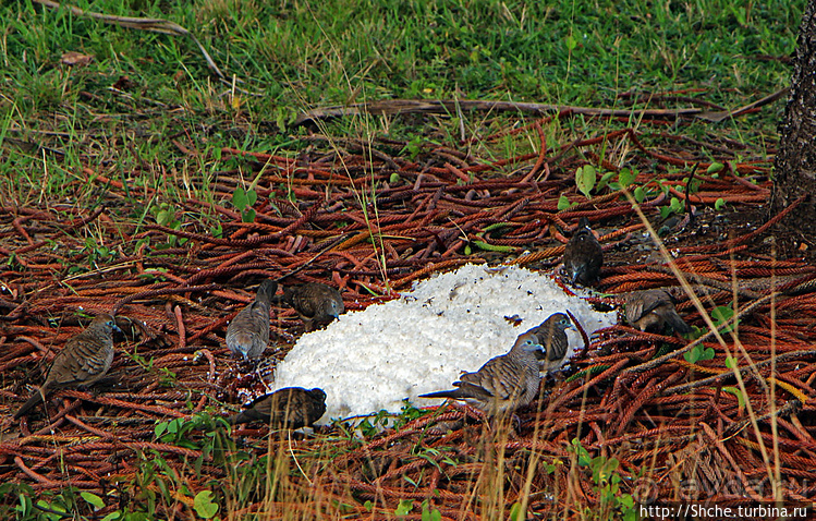 "Хули-хули" — это очень вкусно. Обед на берегу в Кахалуу