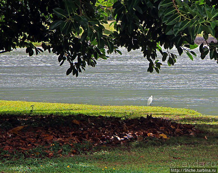 "Хули-хули" — это очень вкусно. Обед на берегу в Кахалуу