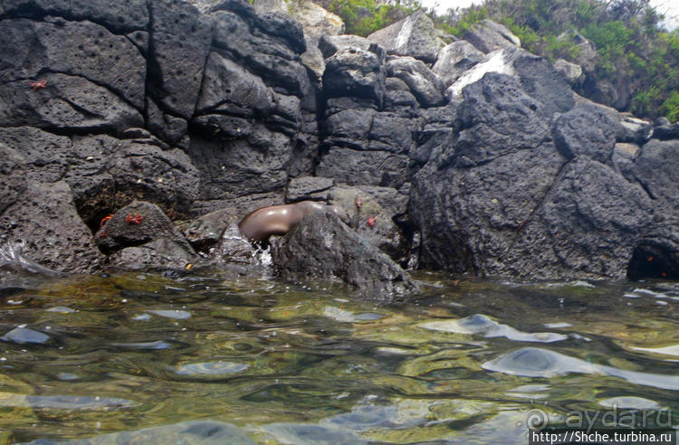 Галапагосы, о Санта Фе. Этап 3 — Купание с морскими львами