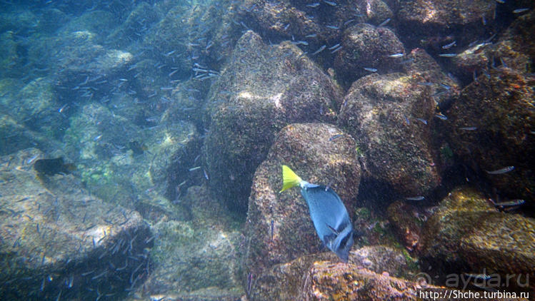 Галапагосы, о Санта Фе. Этап 3 — Купание с морскими львами