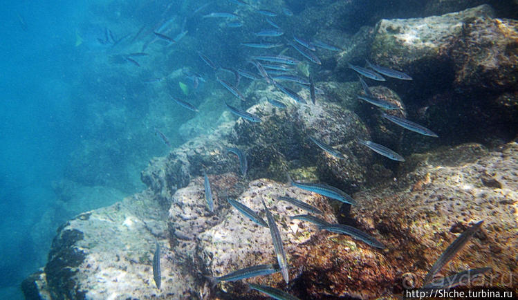 Галапагосы, о Санта Фе. Этап 3 — Купание с морскими львами