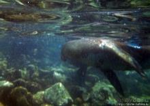 Галапагосы, о Санта Фе. Этап 3 — Купание с морскими львами