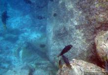 Галапагосы, о Санта Фе. Этап 3 — Купание с морскими львами