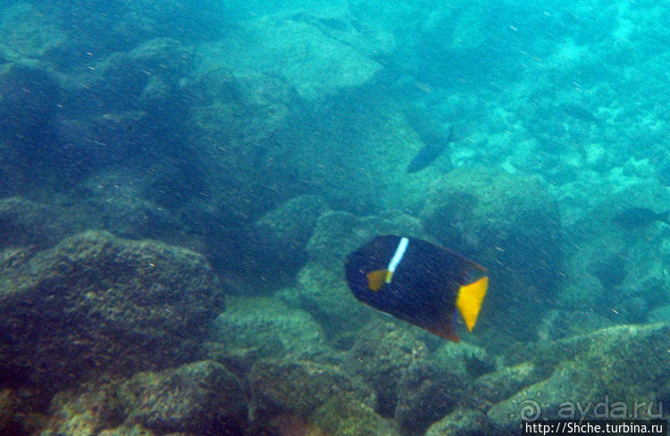 Галапагосы, о Санта Фе. Этап 3 — Купание с морскими львами