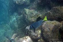 Галапагосы, о Санта Фе. Этап 3 — Купание с морскими львами