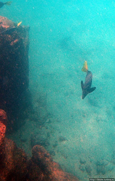 Галапагосы, о Санта Фе. Этап 3 — Купание с морскими львами