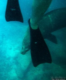 Галапагосы, о Санта Фе. Этап 3 — Купание с морскими львами