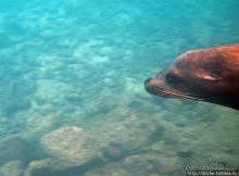 Галапагосы, о Санта Фе. Этап 3 — Купание с морскими львами