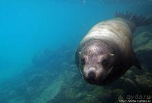 Галапагосы, о Санта Фе. Этап 3 — Купание с морскими львами