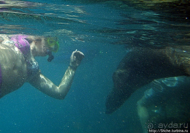 Галапагосы, о Санта Фе. Этап 3 — Купание с морскими львами