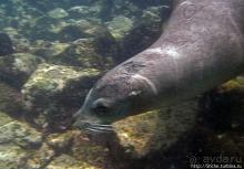 Галапагосы, о Санта Фе. Этап 3 — Купание с морскими львами