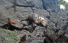 Галапагосы, о Санта Фе. Этап 3 — Купание с морскими львами