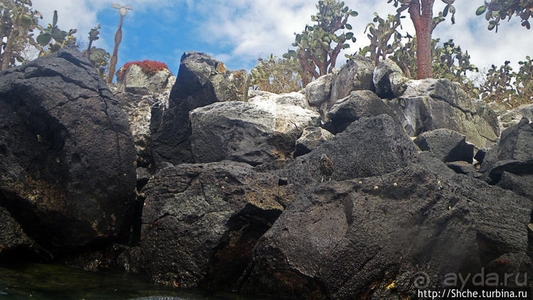 Галапагосы, о Санта Фе. Этап 3 — Купание с морскими львами