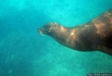 Галапагосы, о Санта Фе. Этап 3 — Купание с морскими львами