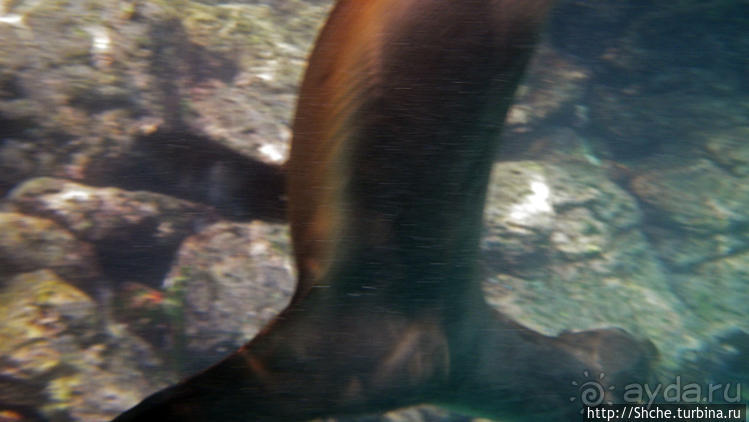 Галапагосы, о Санта Фе. Этап 3 — Купание с морскими львами