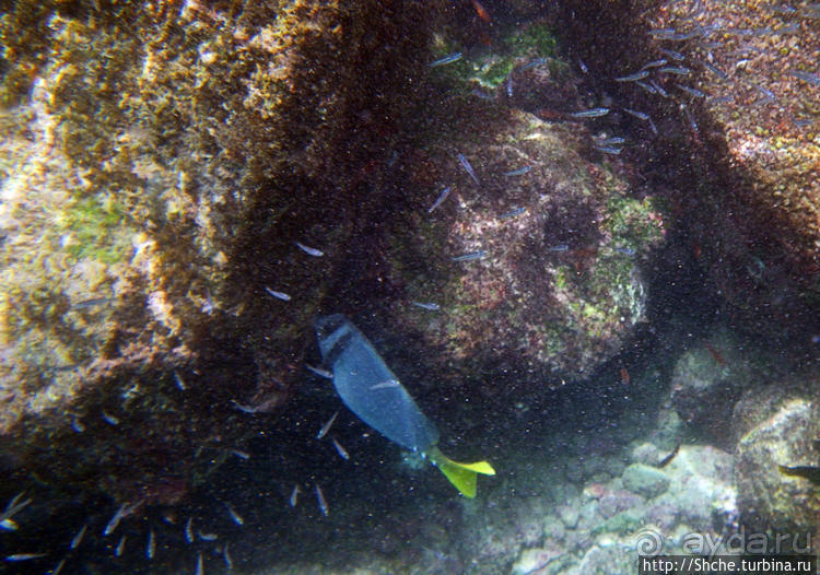 Галапагосы, о Санта Фе. Этап 3 — Купание с морскими львами