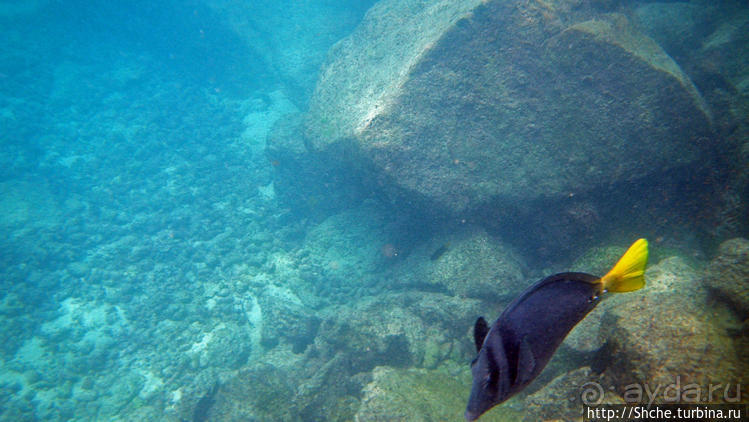 Галапагосы, о Санта Фе. Этап 3 — Купание с морскими львами