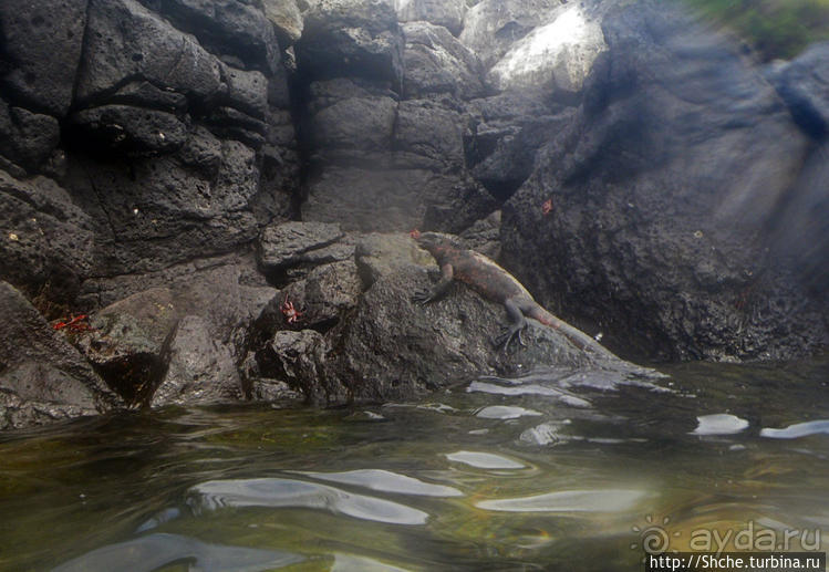 Галапагосы, о Санта Фе. Этап 3 — Купание с морскими львами