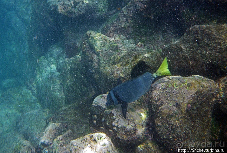 Галапагосы, о Санта Фе. Этап 3 — Купание с морскими львами