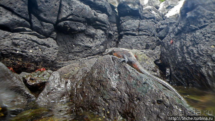 Галапагосы, о Санта Фе. Этап 3 — Купание с морскими львами