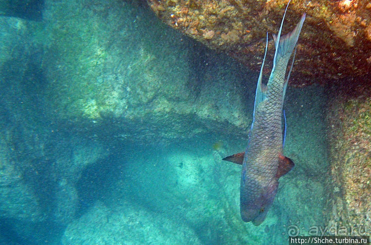 Галапагосы, о Санта Фе. Этап 3 — Купание с морскими львами