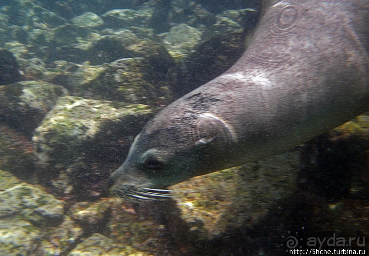 Галапагосы, о Санта Фе. Этап 3 — Купание с морскими львами