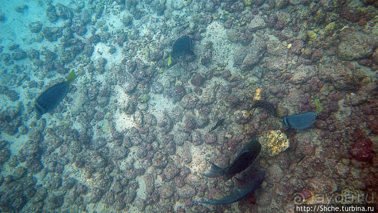 Галапагосы, о Санта Фе. Этап 3 — Купание с морскими львами