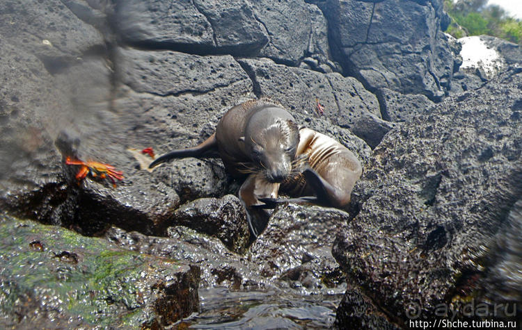 Галапагосы, о Санта Фе. Этап 3 — Купание с морскими львами