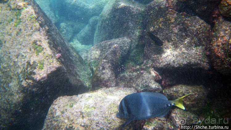 Галапагосы, о Санта Фе. Этап 3 — Купание с морскими львами